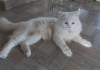 Persian purebredd and mixbreed